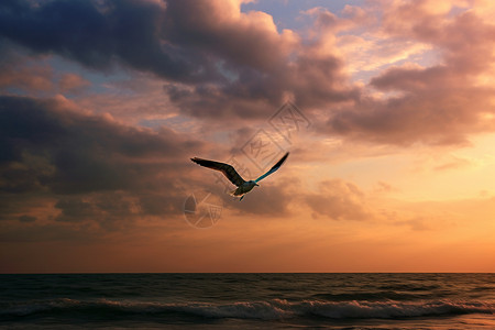 海洋上飞翔的鸟图片