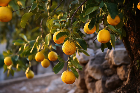 丰收的柠檬树图片