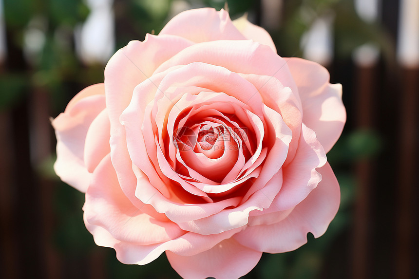 美丽的粉色玫瑰图片