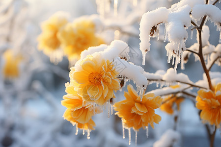 金黄树枝冰雪中的金黄花束背景