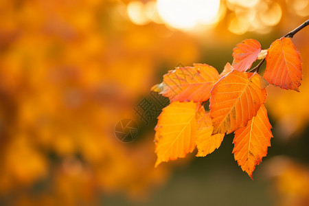 秋日暮色下的树叶图片