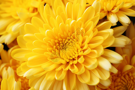 美丽的黄色菊花背景图片