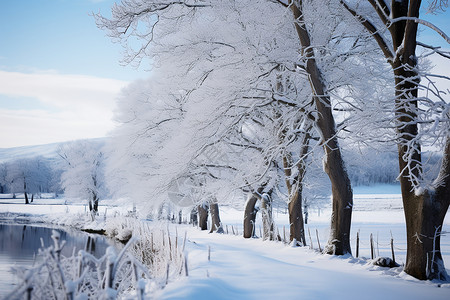 冬季雪后优美的树林景观图片