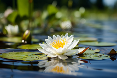 盛放的白莲花湖泊上漂浮着一朵白莲花背景