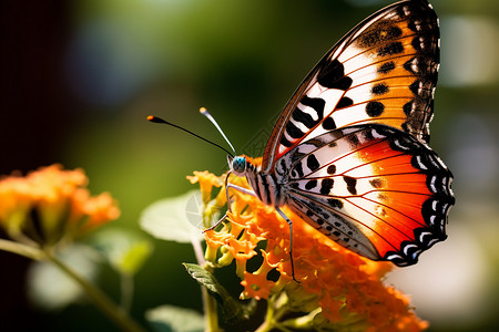 鲜花上的蝴蝶背景图片
