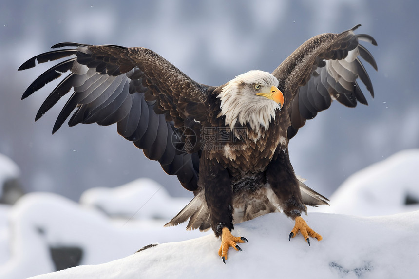 雪山中的雄鹰图片