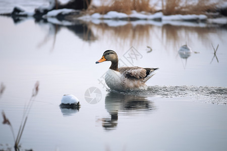 化冻水面上的鸭子图片