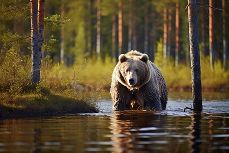 大捕食者丛林里的灰熊背景
