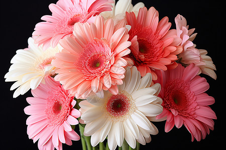 粉白色的波斯菊背景图片