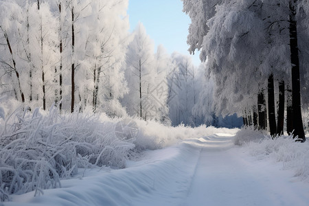 山林里的厚厚的积雪高清图片