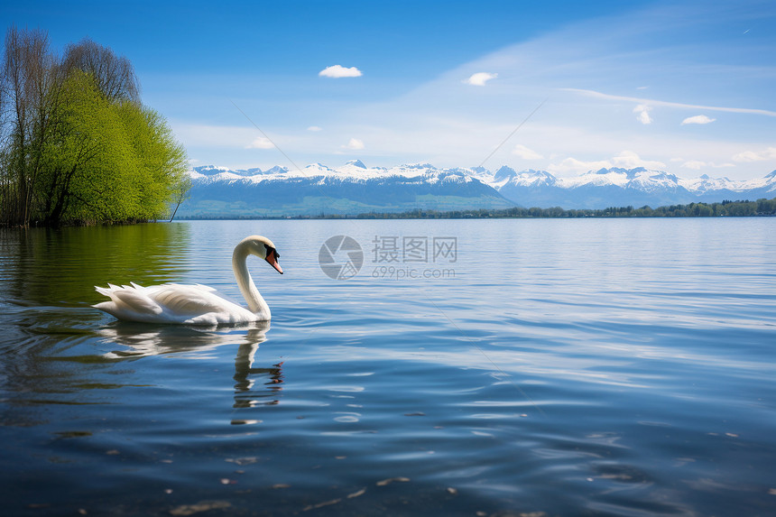 宁静湖面上的天鹅图片