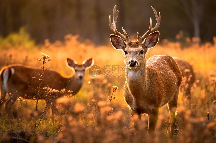 两只鹿在草丛中站立图片
