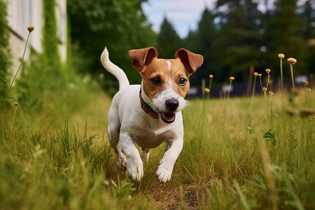 杰克罗素梗犬户外玩耍的杰克罗素犬背景