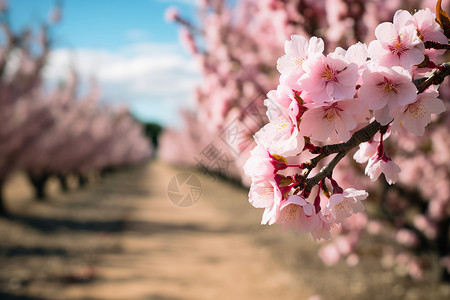 世外桃园桃园里盛开的桃花背景