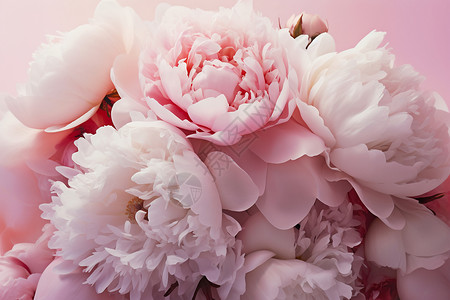 优雅的粉色牡丹花花束图片