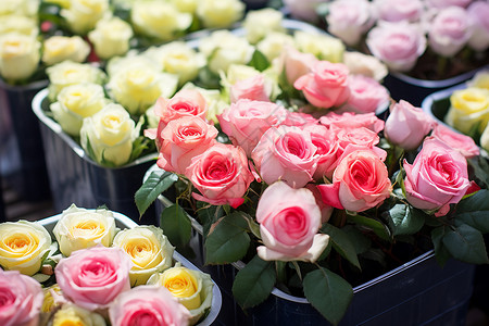 花店品种多样的玫瑰花图片