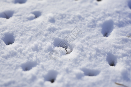 雪地上的脚印图片