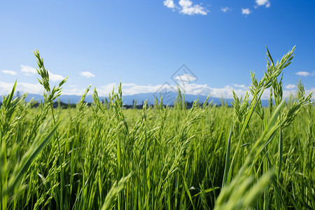 麦拉风节气蓝天下的稻田背景