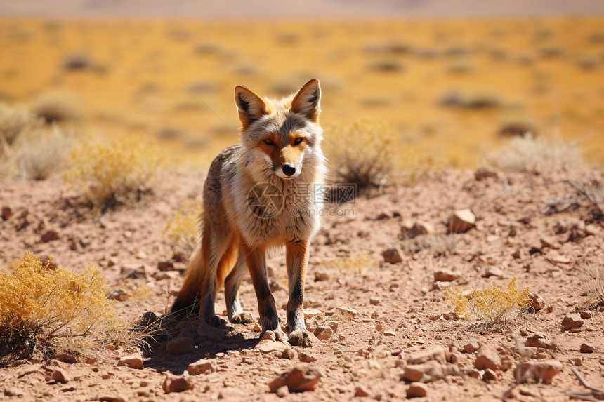 荒漠之中的狐狸图片