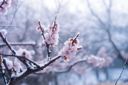 雪枝头冬季盛开的梅花背景