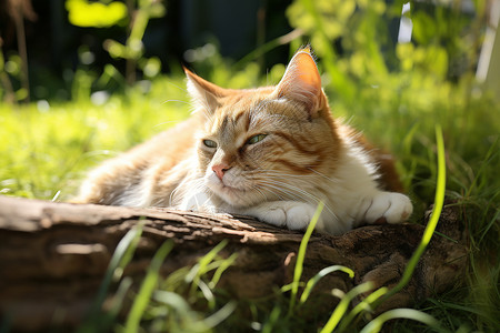 晒太阳的小猫图片