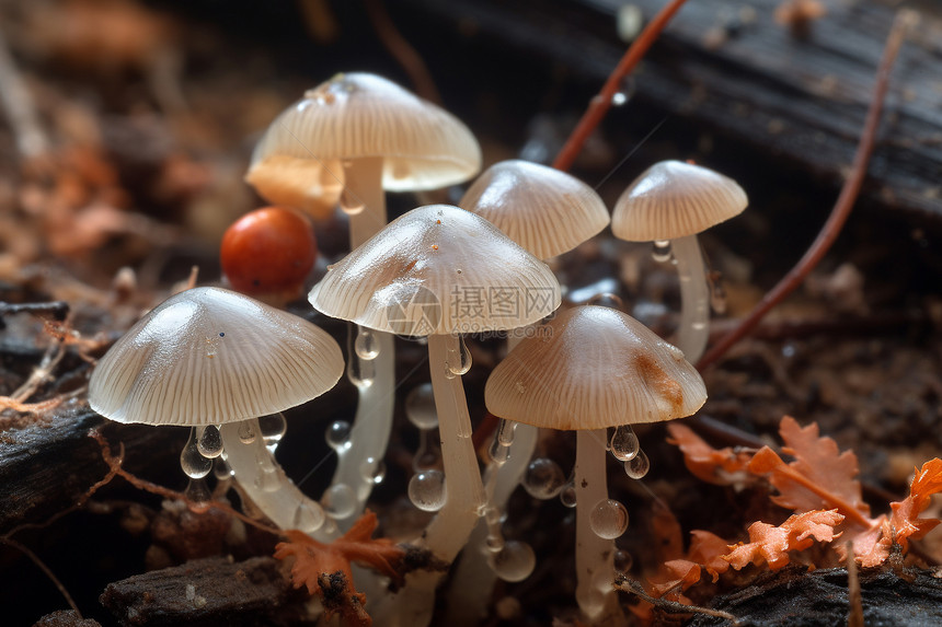 森林中一组蘑菇图片