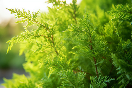 清新植物景观公园针叶树景观背景