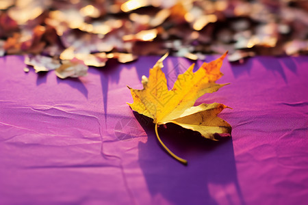 紫色枫叶纸上的秋意背景