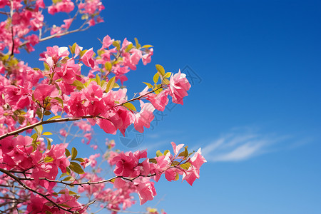 梦幻唯美的粉色樱花背景图片