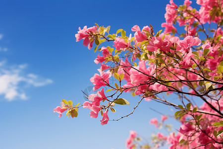 春季浪漫的粉色樱花图片