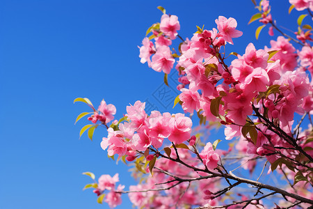春季盛开的粉色樱花图片