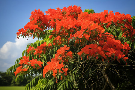 火焰抽象花朵夏季户外盛开的火焰树背景