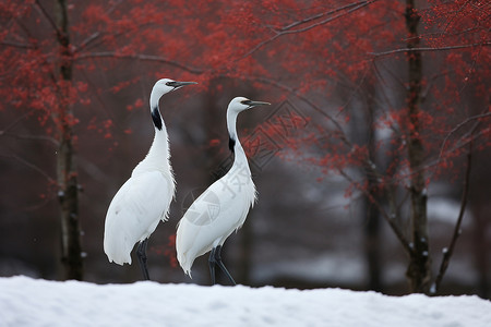 冬季雪中觅食的白鹤高清图片