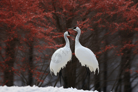 白鹤仙寒冷中舞动的白鹤背景