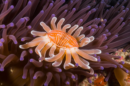 小丑鱼和河豚海底奇特的寄生珊瑚礁生物设计图片