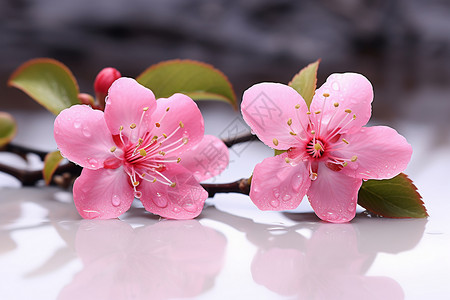 雨滴桌面素材桌面上沾满雨滴的樱花背景