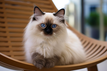 躺椅上的布偶猫咪高清图片