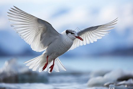 冬季展翅飞翔的白色燕鸥背景