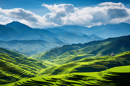 蓝天下壮观的梯田景观图片