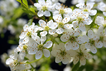白色花朵的自然美丽图片