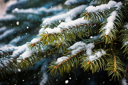 植物背冬天背积雪覆盖的松树背景