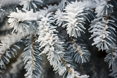 冬日的松树图片