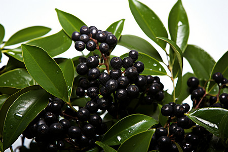 夏季成熟的黑色浆果背景图片