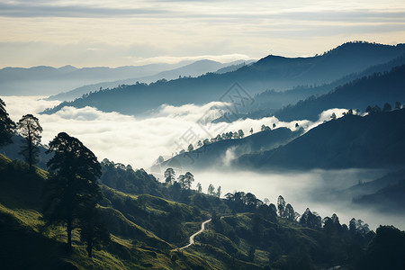 松林小径迷雾山间的美丽风景背景