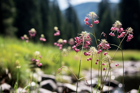 夏日山野的花朵背景图片