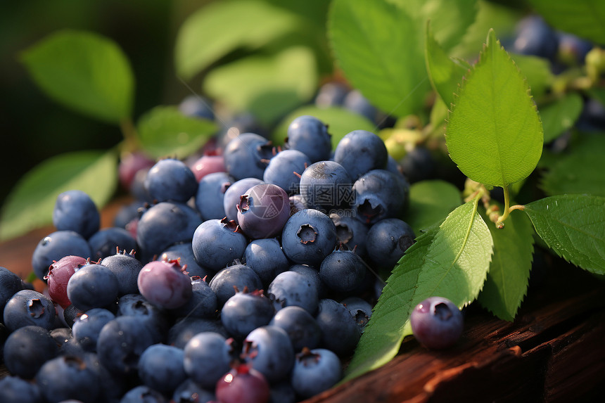 果园中营养的蓝莓图片