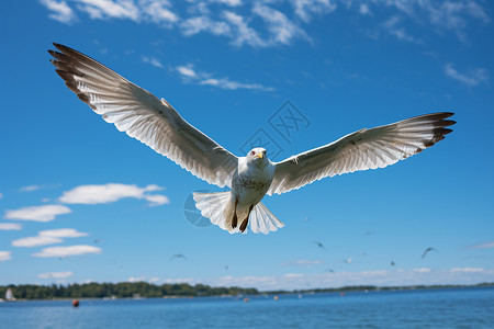 蓝天下展翅飞翔的海鸥图片