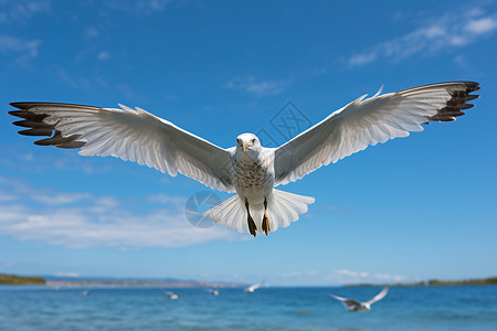 海面上觅食的海鸥图片