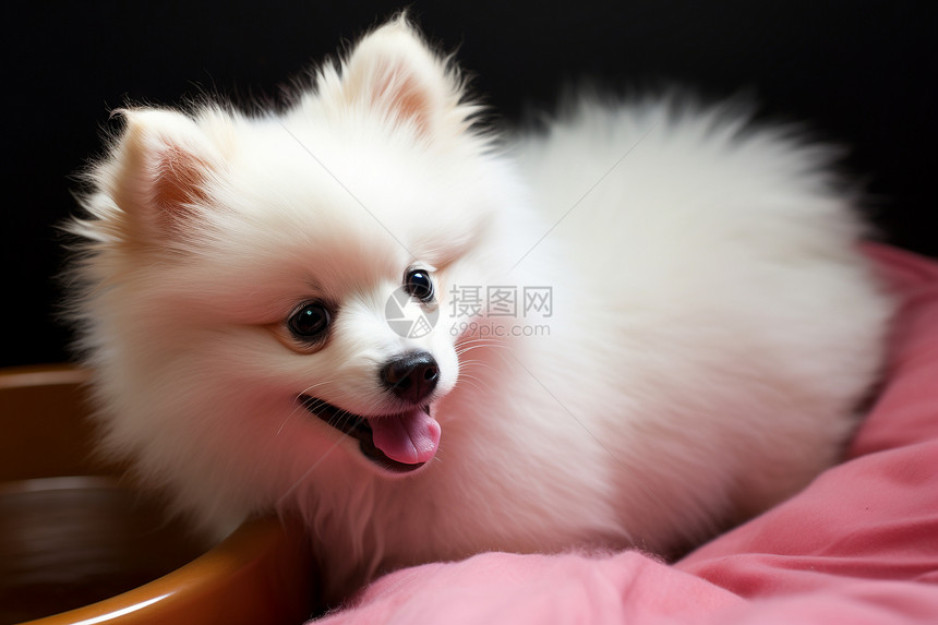 毛茸茸的白色博美犬图片