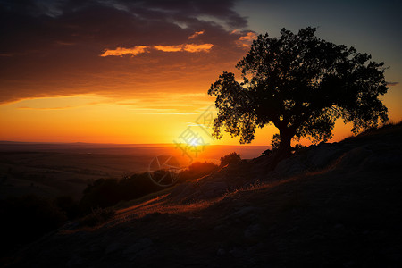 夕阳下的树木图片